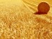 Cooperativas Agro-alimentarias de España estima una cosecha de cereales de 17,6 millones de toneladas
